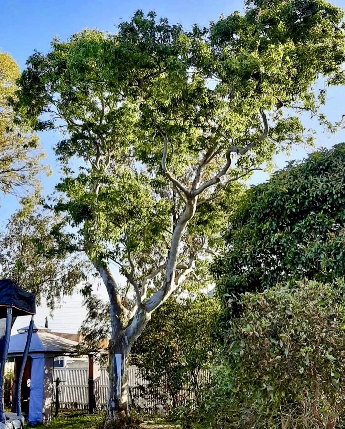 A tall tree with twisting white bark and green leaves stands in a yard, with a house and a wooden fence in the background under a clear blue sky.