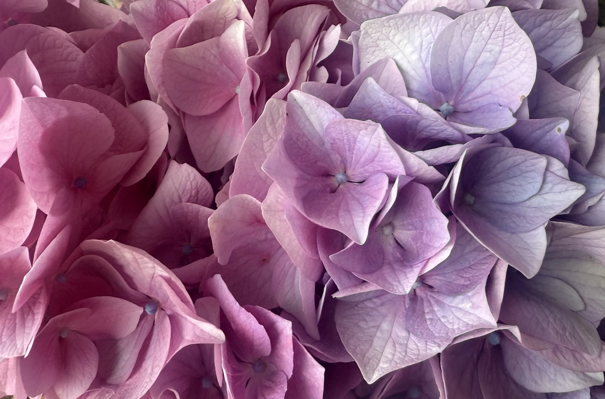 Close-up of pink and purple hydrangea flowers showing detailed petals and soft color variations.