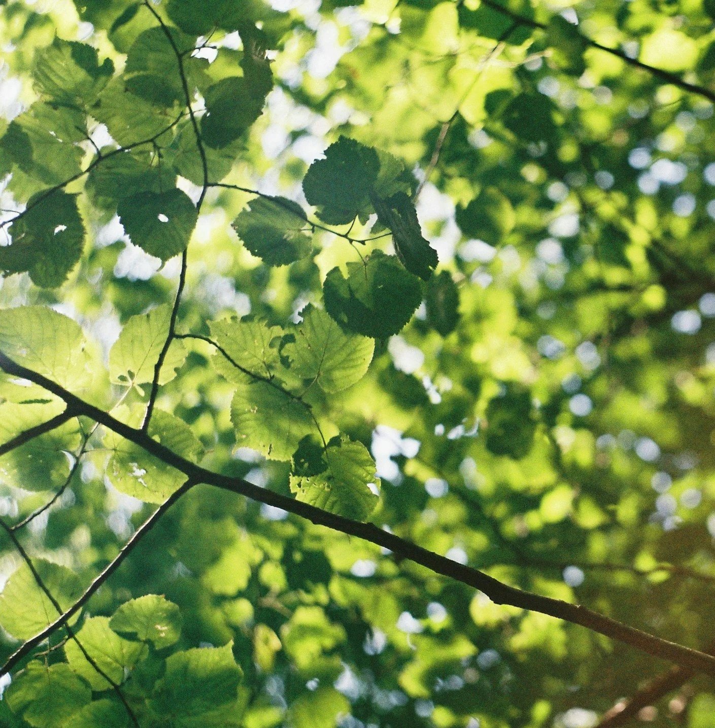 Close-up of green leaves on tree branches, backlit by sunlight, with bokeh effect in the background.