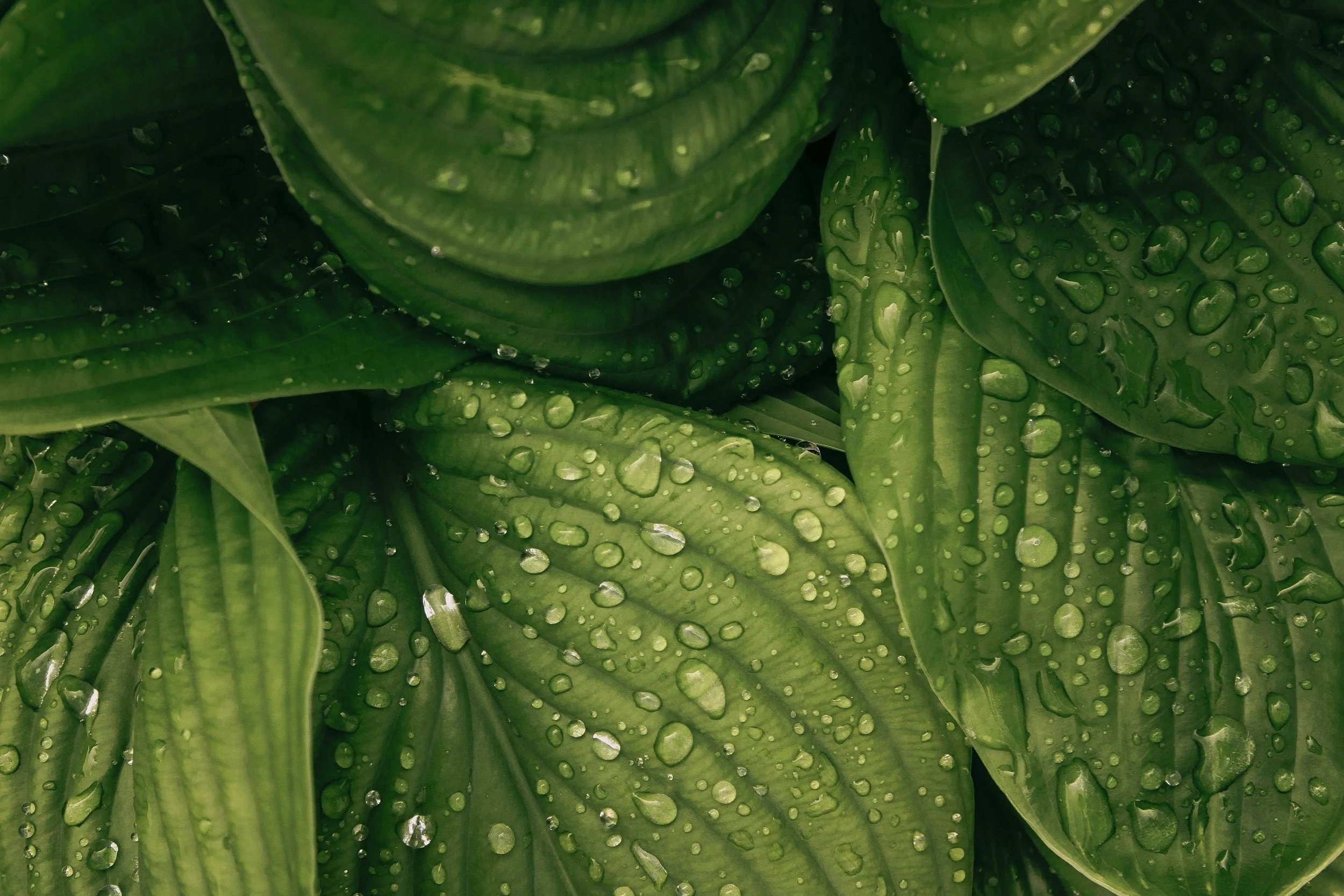Close-up of green leaves with water droplets on their surface.