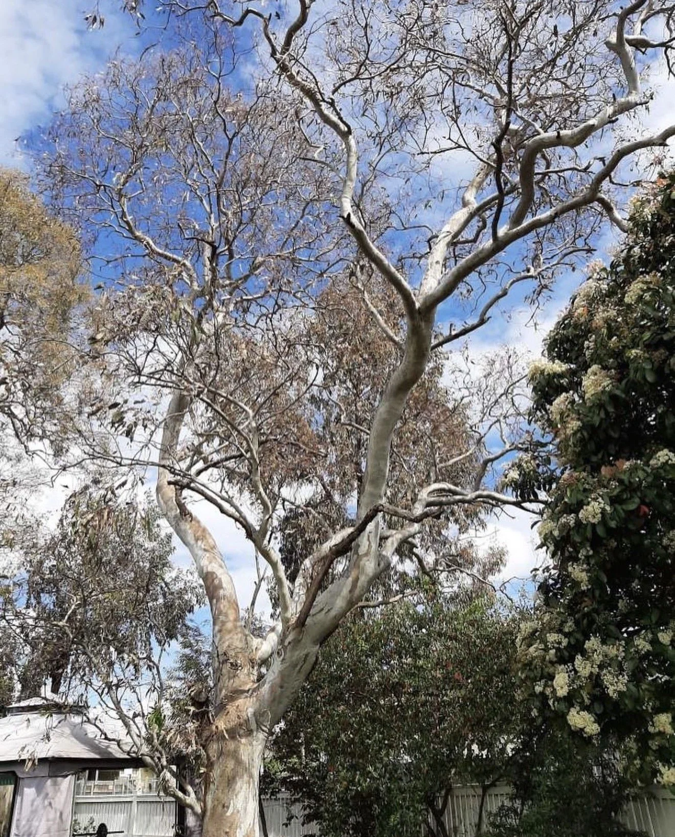 Mature eucalyptus tree in Northcote Melbourne showing canopy decline prior to pruning and possum guard installation.