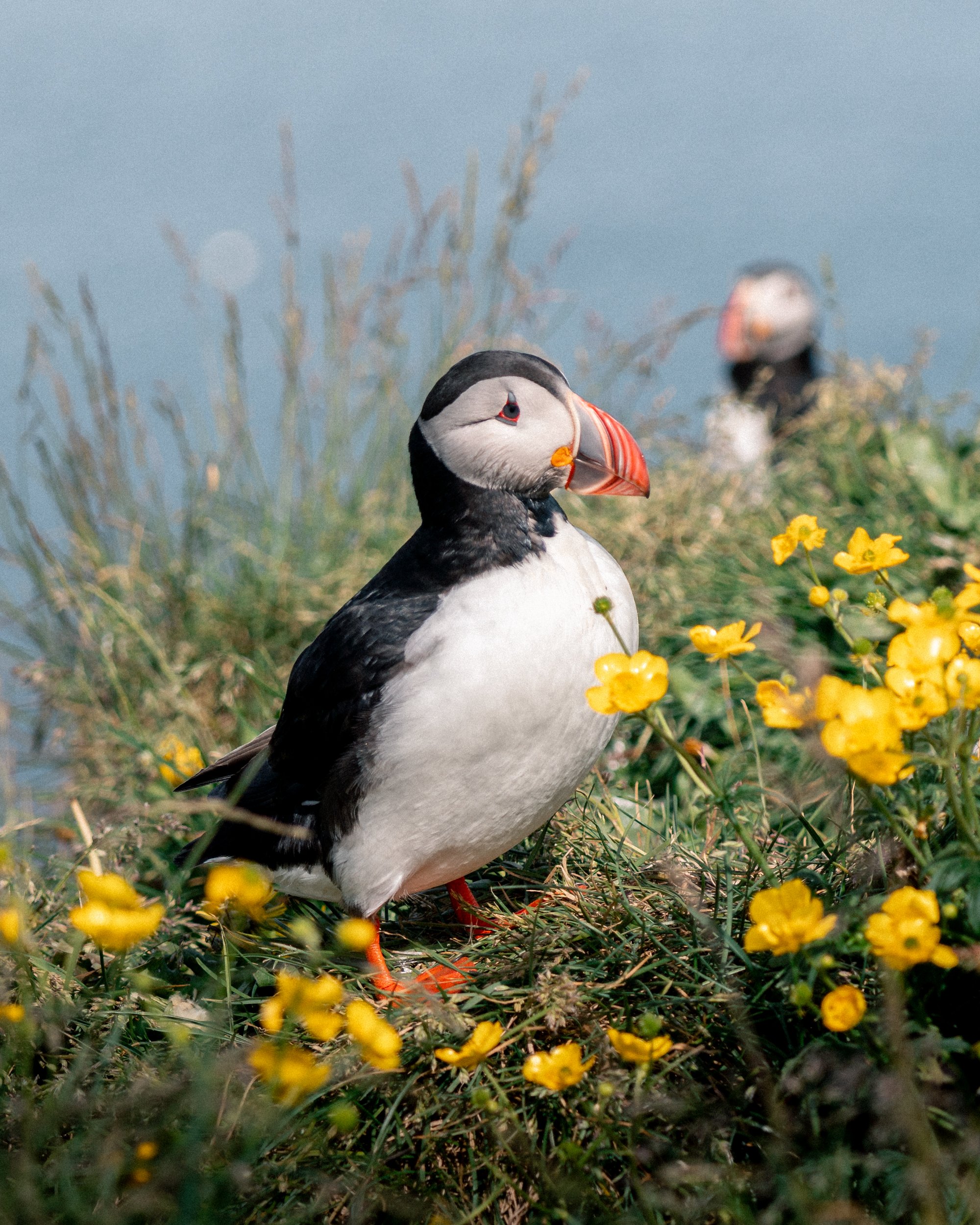 A Bakkagerði Puffin surrounded by yellow flowers.