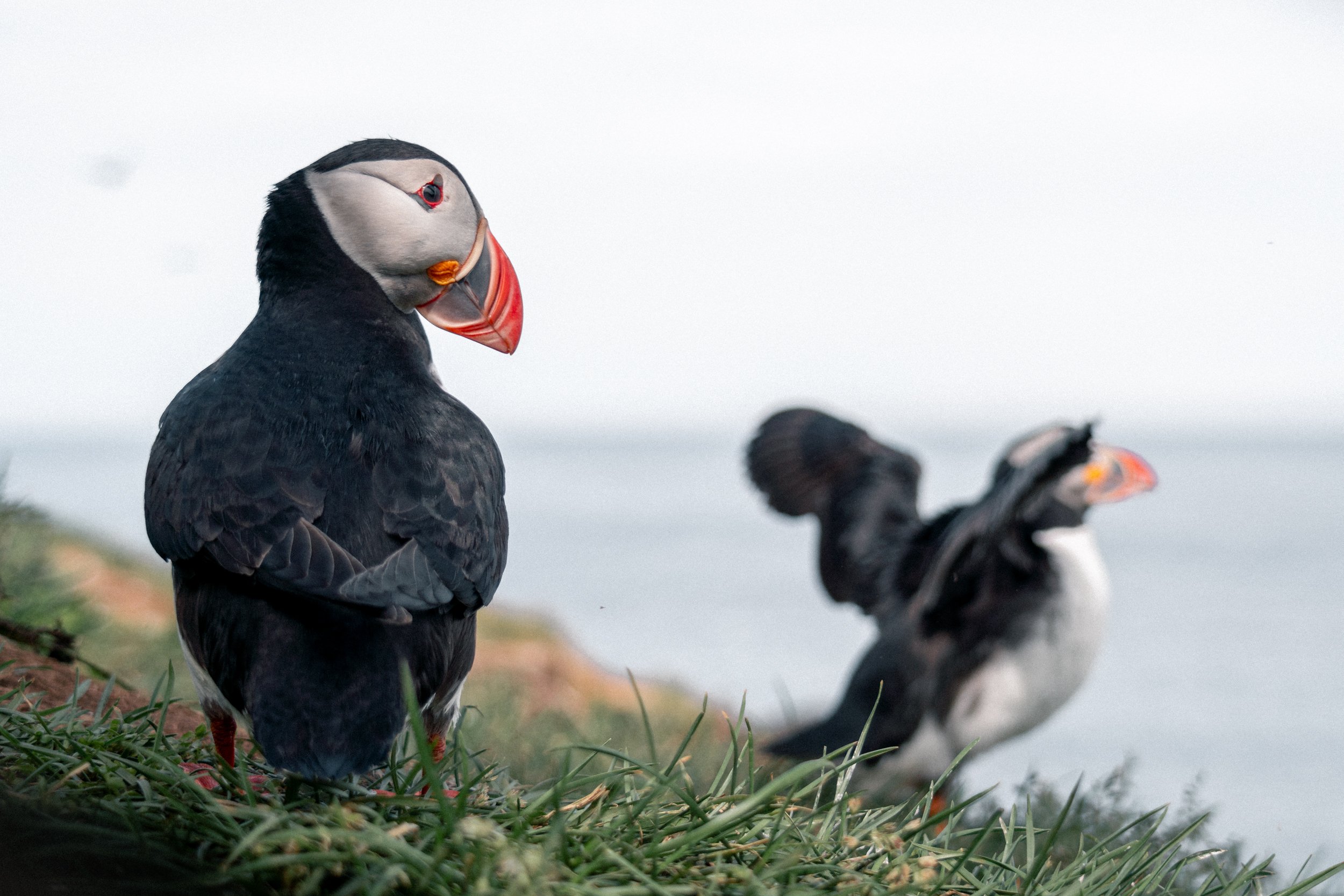 Two Bakkagerði Puffins, Iceland.