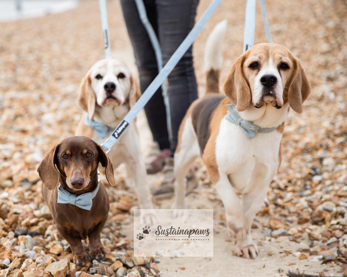 How cute are the hounds in our baby blue hemp and organic cotton bowtie collar and leads? 😍 

Thank you @mash_at_lovephodography for such stunning photos! 🐾🐕