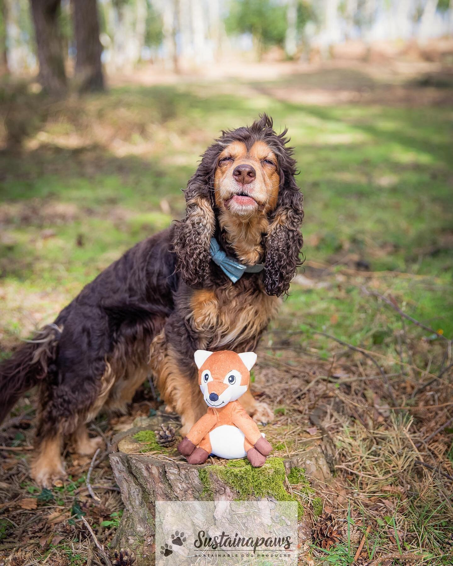 Beat the Monday blues 🦋

Our 100% recycled plastic plush toys give you something to smile about ☺️

They reduce the amount of plastics ending up in landfill and the oceans 🌊 and give your pups some fun as well! 🐾

Reduce. Reuse. Recycle ♻️ 

#ecof