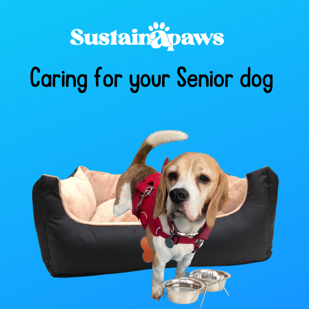 The Golden Years: Caring for Your Beloved Elderly Dog — Sustainapaws ...