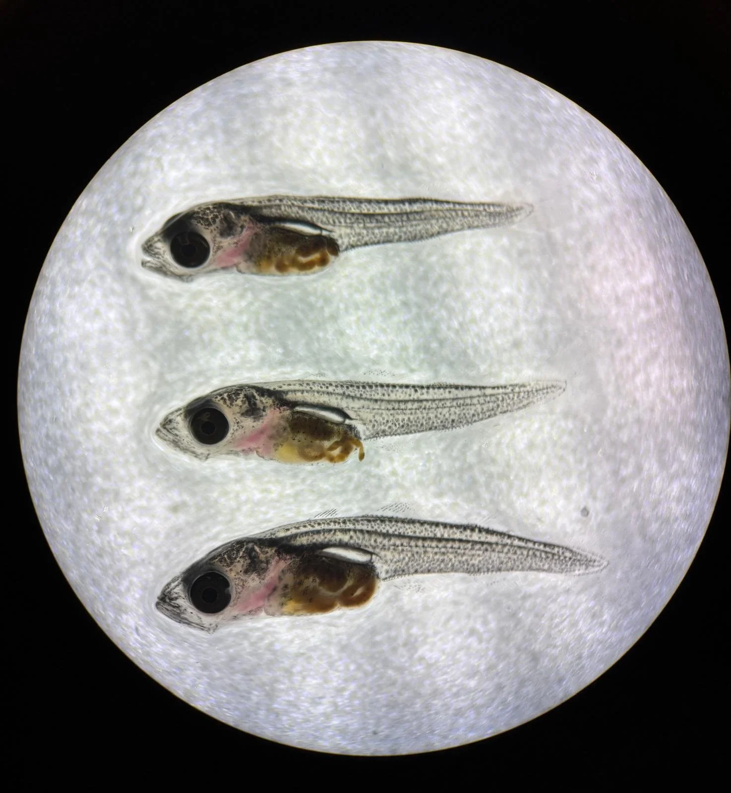 Avsluttende EarlyCOD-webinar fremhever gjennombrudd innen tidlig ernæring for torskeoppdrett