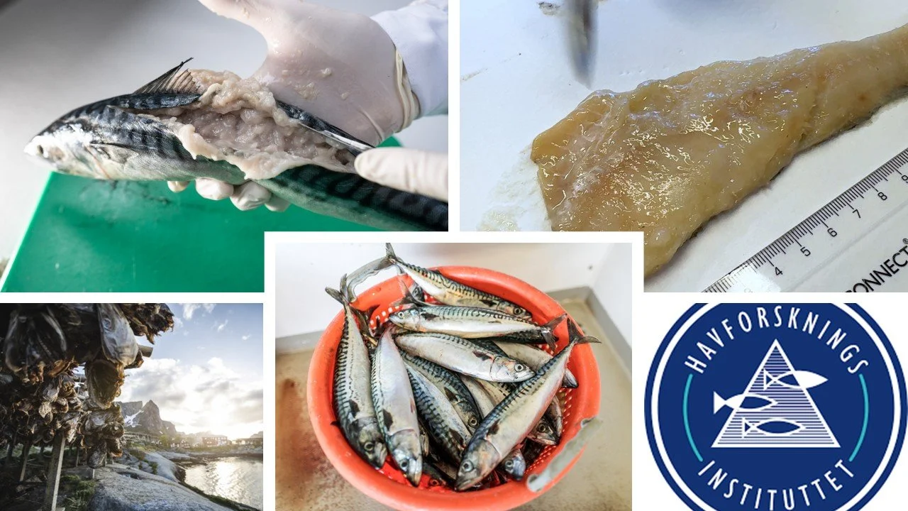 Webinar: Kudoa - parasitten som gjør fiskekjøtt til gele