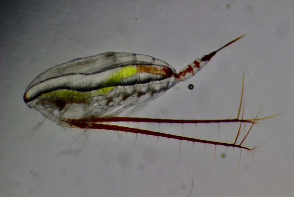 Raudåte fra forskning.no