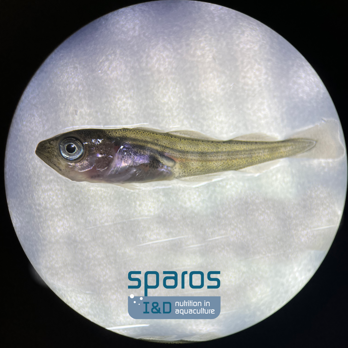 SPAROS Launches WINCod: A Breakthrough Microdiet for Atlantic Cod Larvae