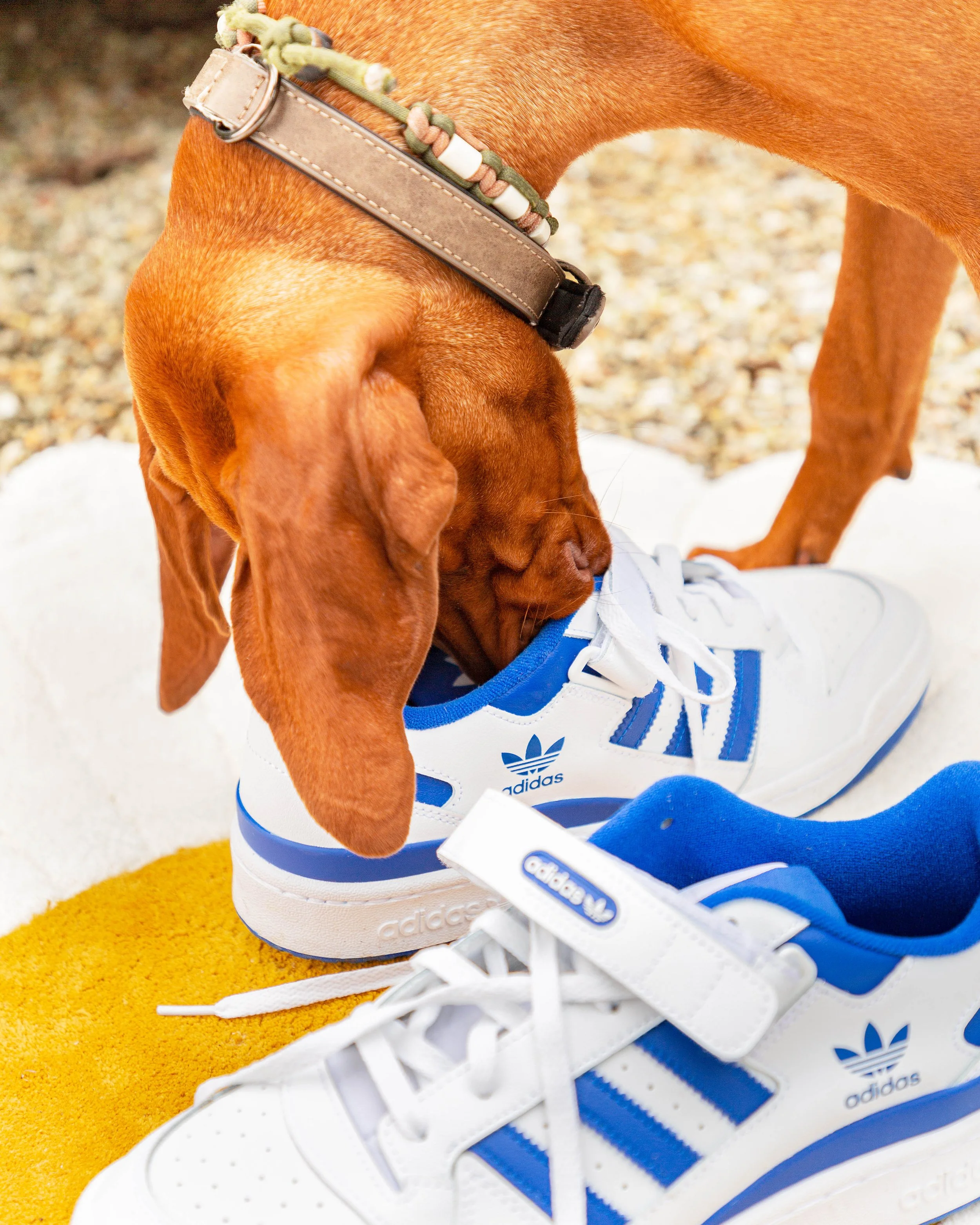 FINAL_joleneadelaarxtuyk_vicexadidas_12_4x5.jpg