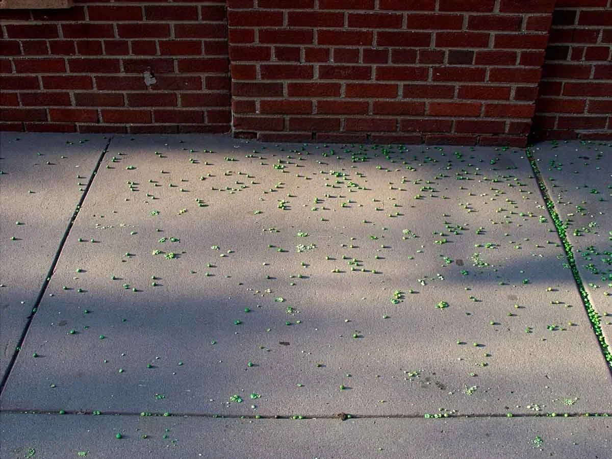 Joel-Meyerowitz-Brooklyn-New-York-City-2001-Archival-pigment-print.jpg