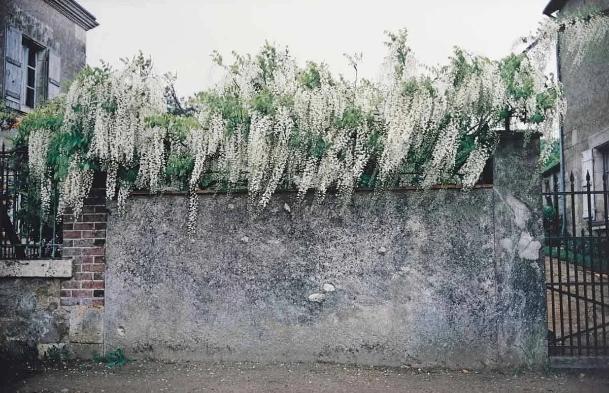 wall-flowers (1).jpg