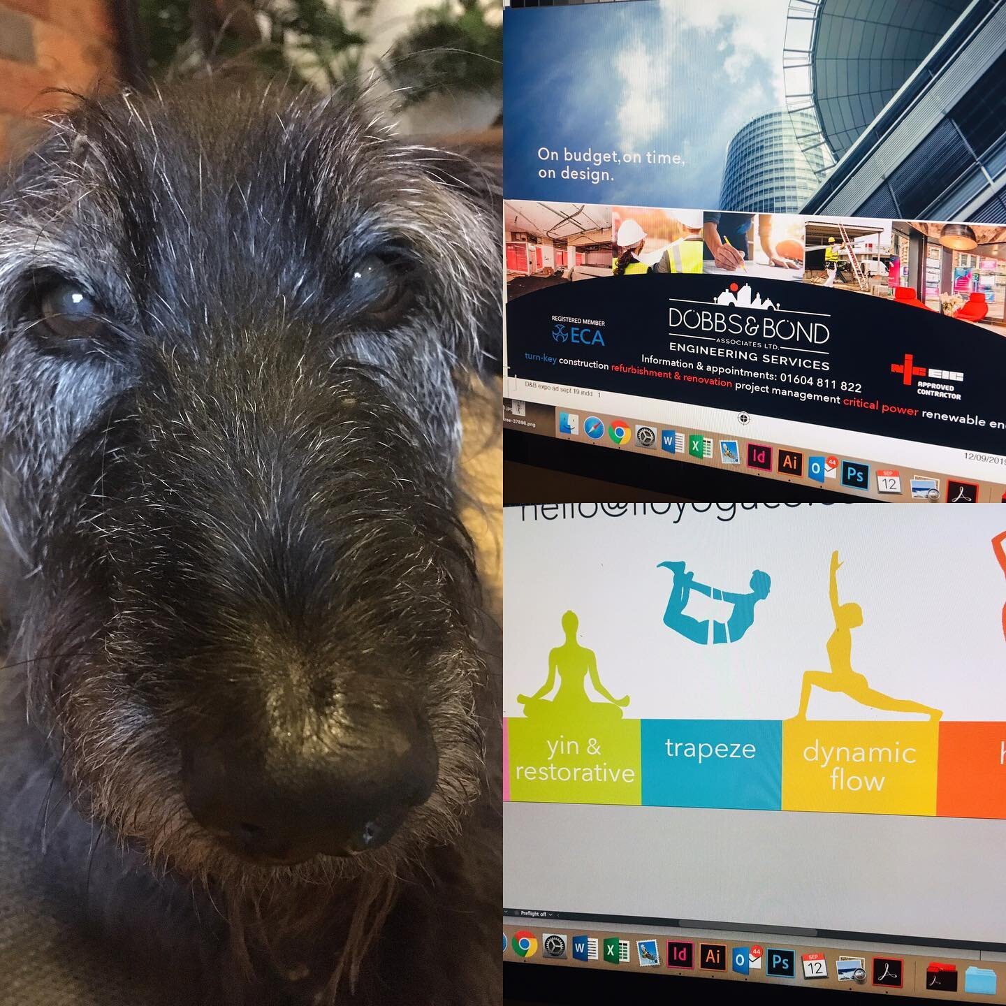 Designing for construction &amp; yoga companies today. ❤️the contrast. Hairier Manager would like me to focus on supper design now so its home time... #officedog #lovemyjob #advertisingdesign  #businesscardsdesign