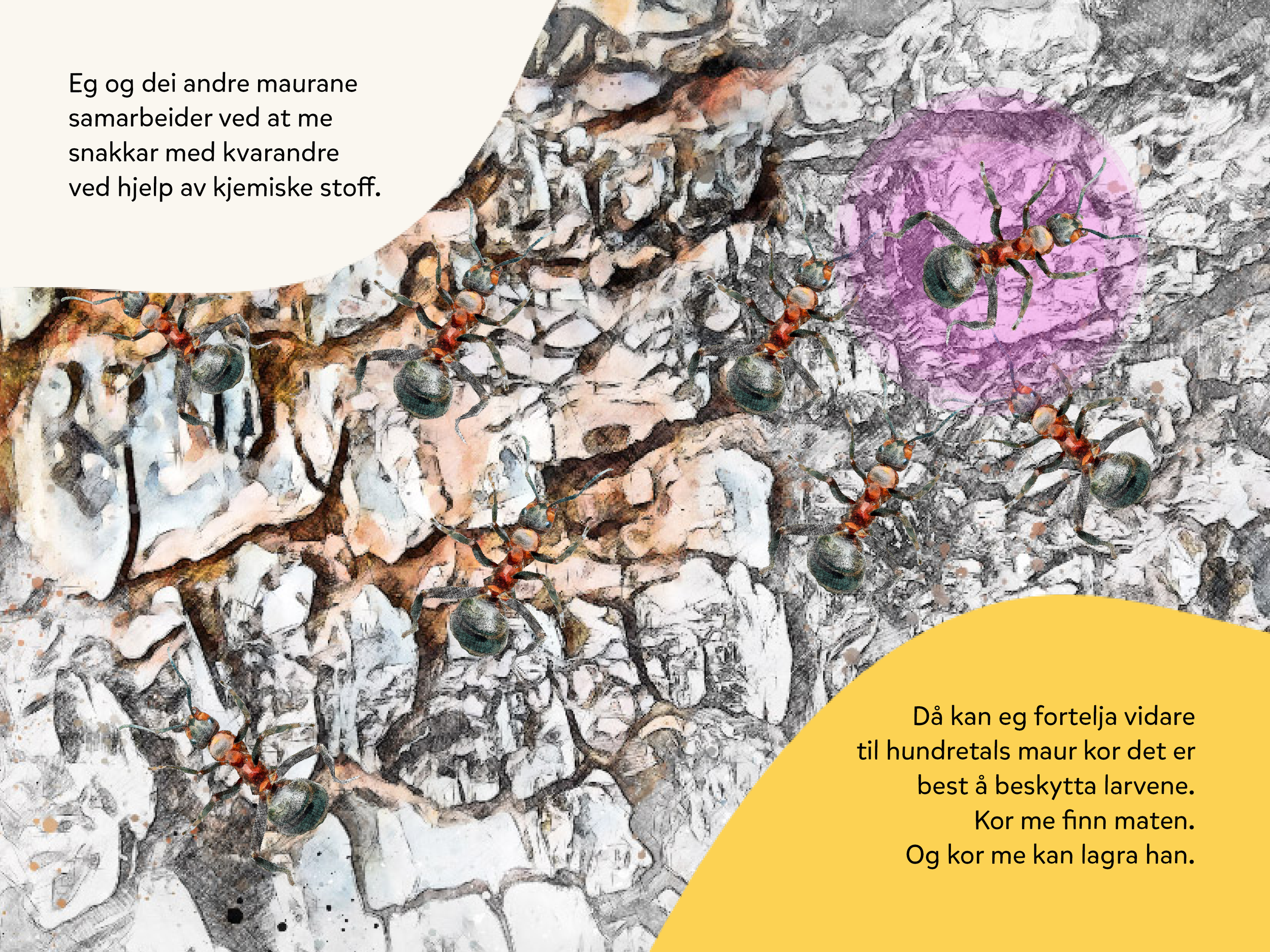 Eg og dei andre maurane samarbeider ved at me snakkar med kvarandre ved hjelp av kjemiske stoff.
Då kan eg fortelja vidare så hundrevis av maur kor det er best å beskytte larvane. Kor eg finn maten. Og kor me kan lagra han.
