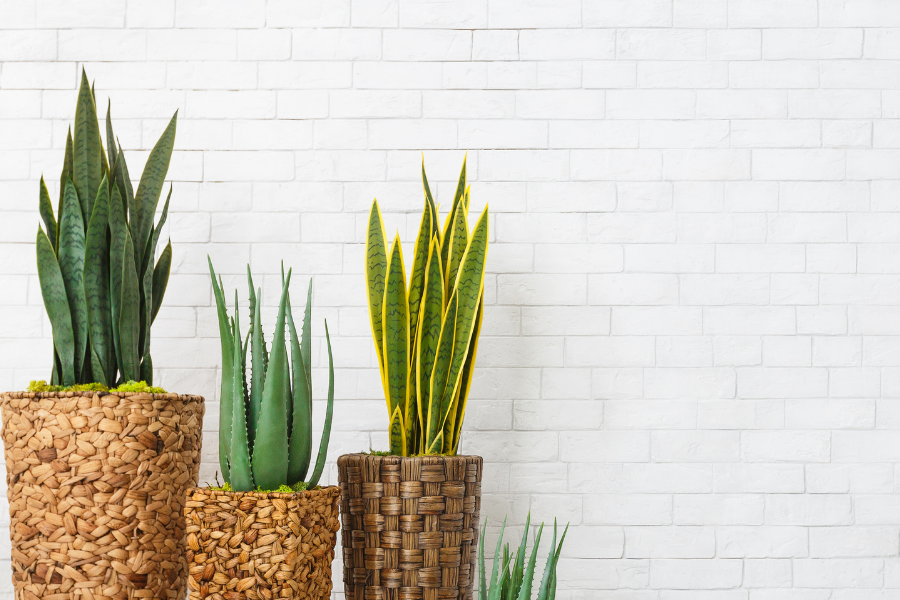 Goodbye, Resolutions; Hello, Houseplants!