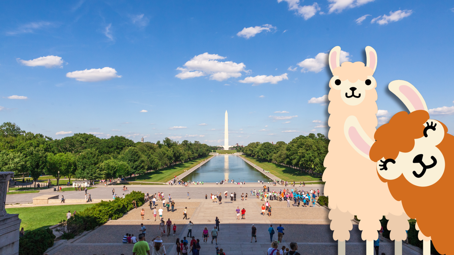 Two llamas stand in front of the National Mall with the Washington Memorial in the background