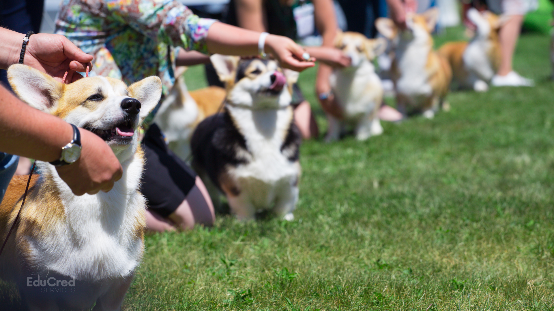 Best in Show: Preparing for a Middle States Site Visit