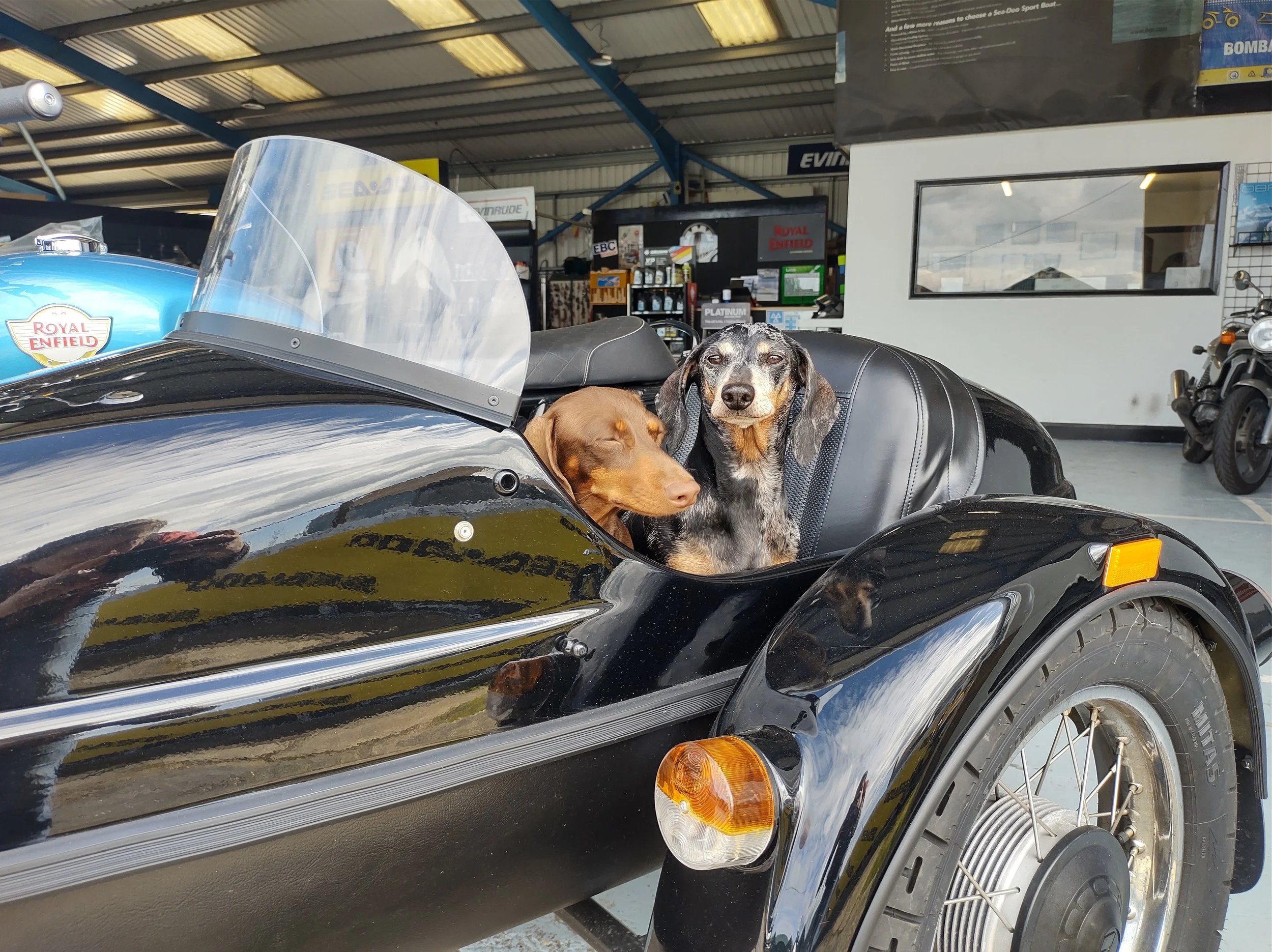 Two dogs in a black vintage motorcycle sidecar, one resting with closed eyes and the other looking at the camera, inside a motorcycle shop.