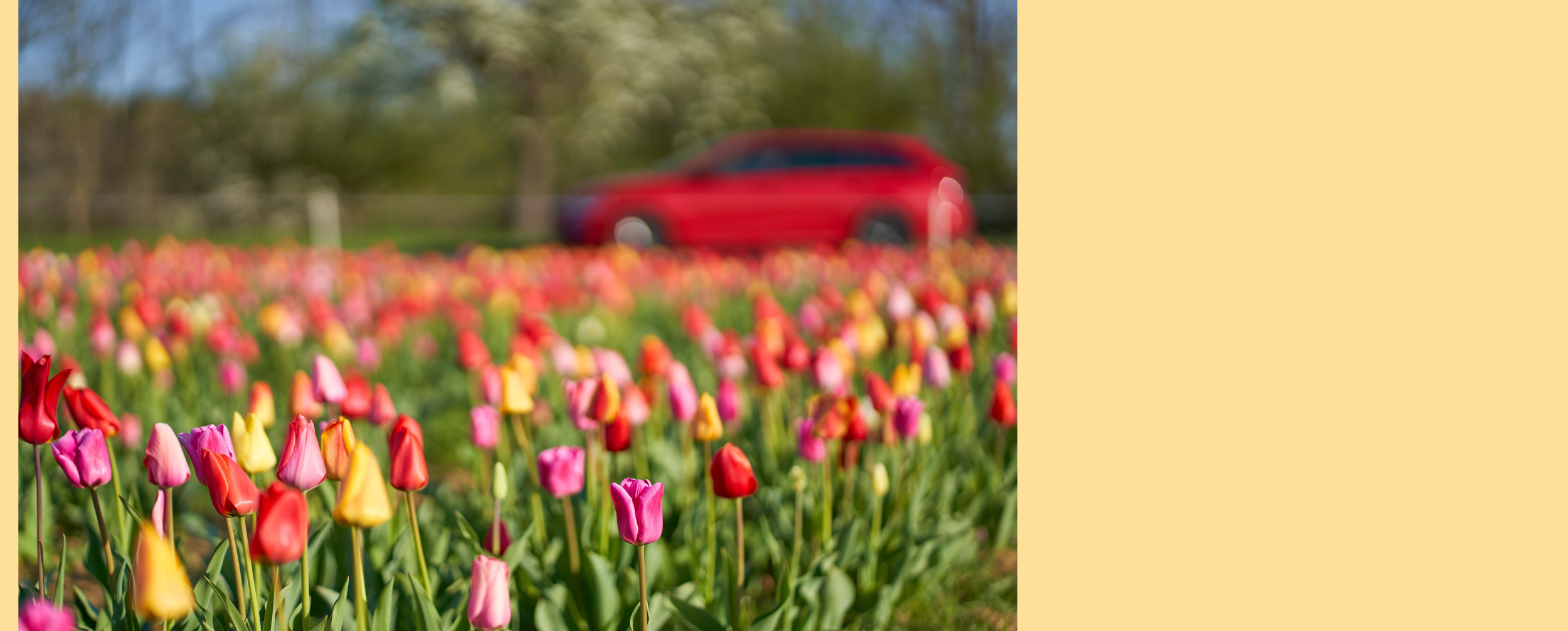  Bloom Into a Better Rate!  Save up to 2% Off Your Auto Loan as low as 4.49% APR*     Click here for more information  