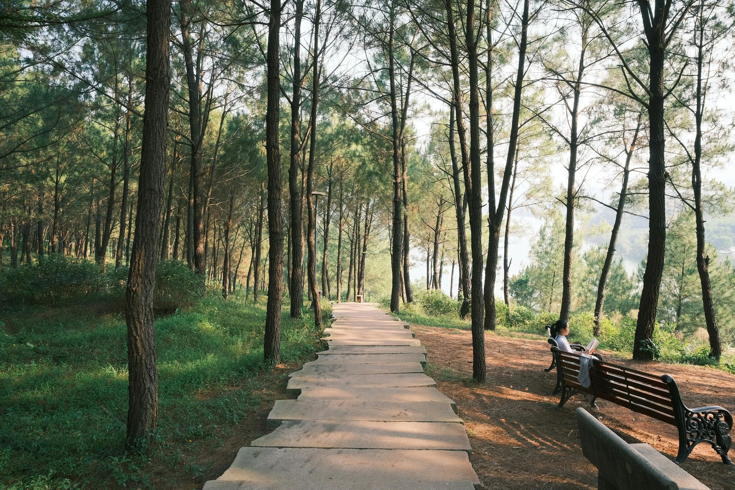 Woods with a path. 