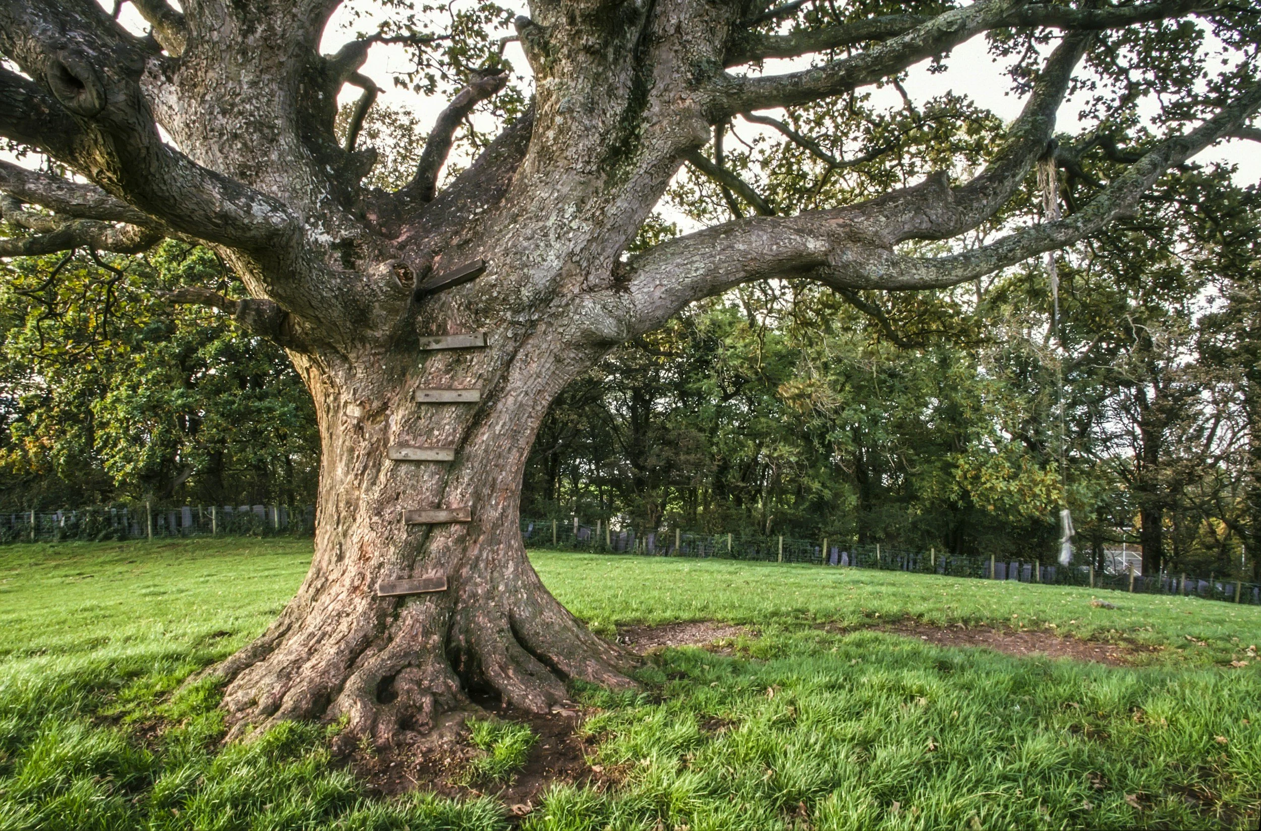 Large tree representing wisdom