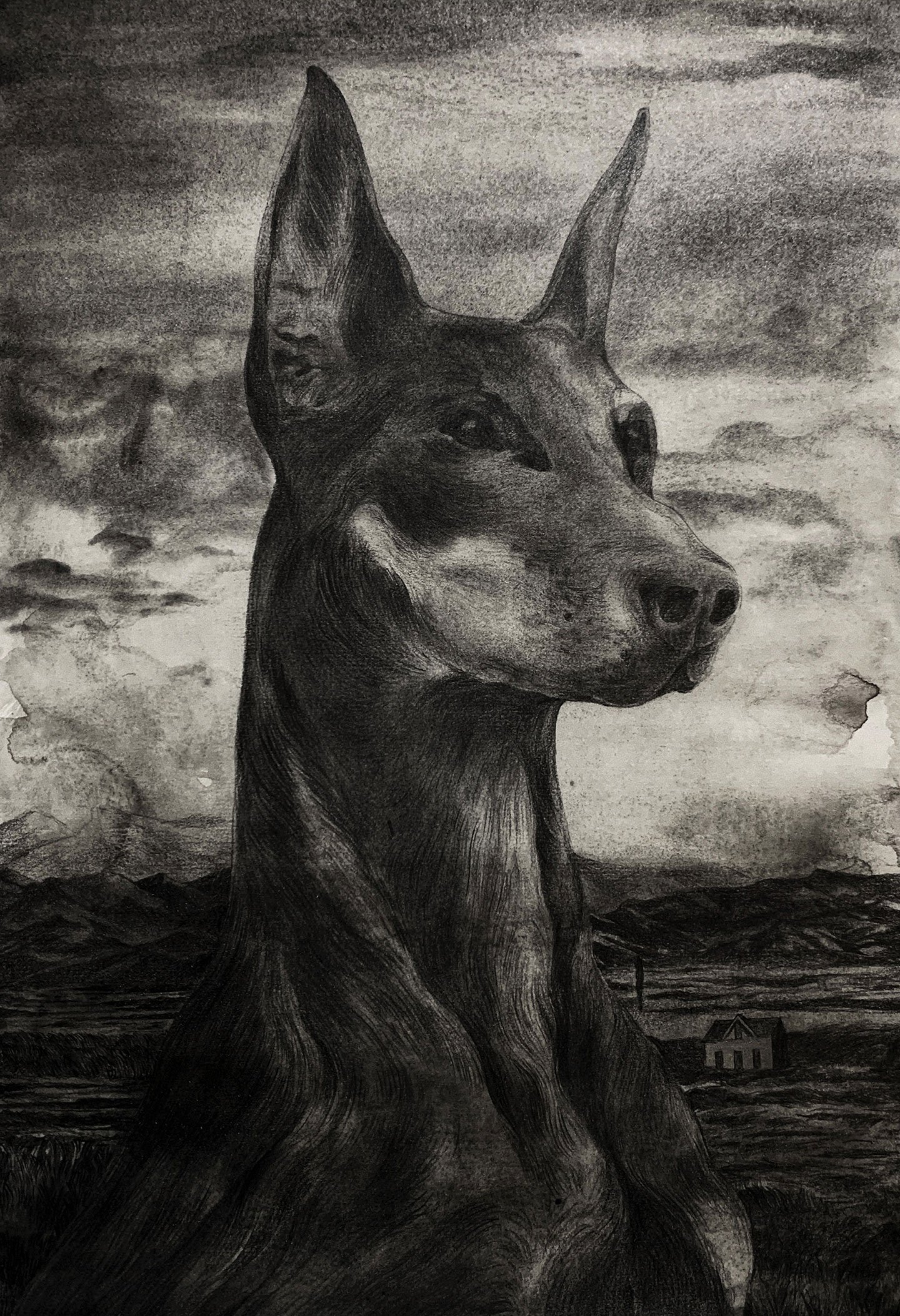 Portrait of a Dog, 12in. x 16in. graphite on paper, 2020