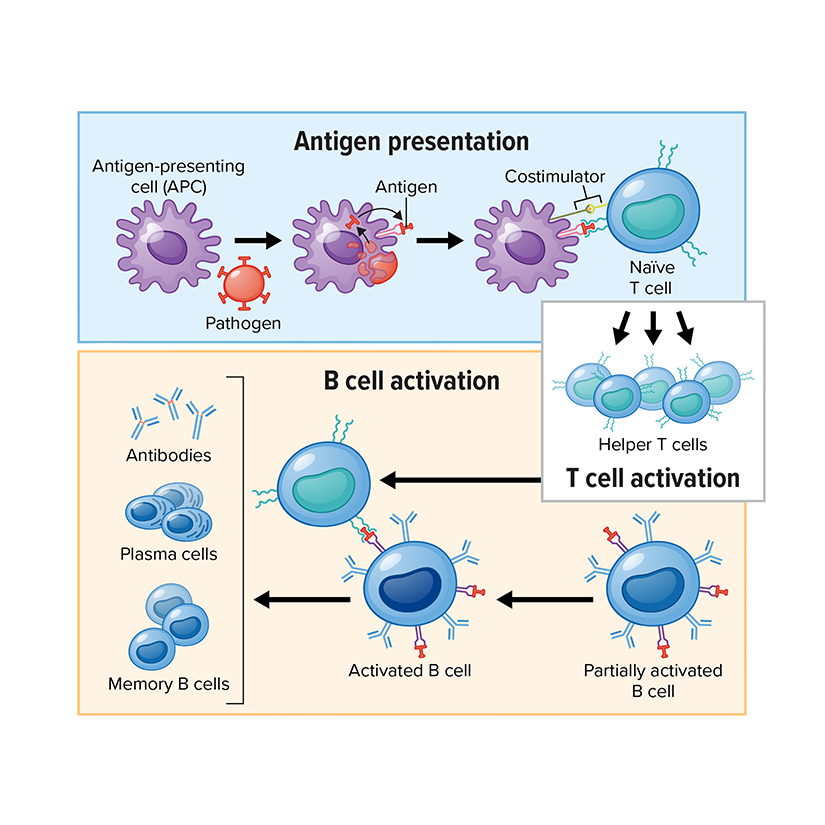 B Cell Activation