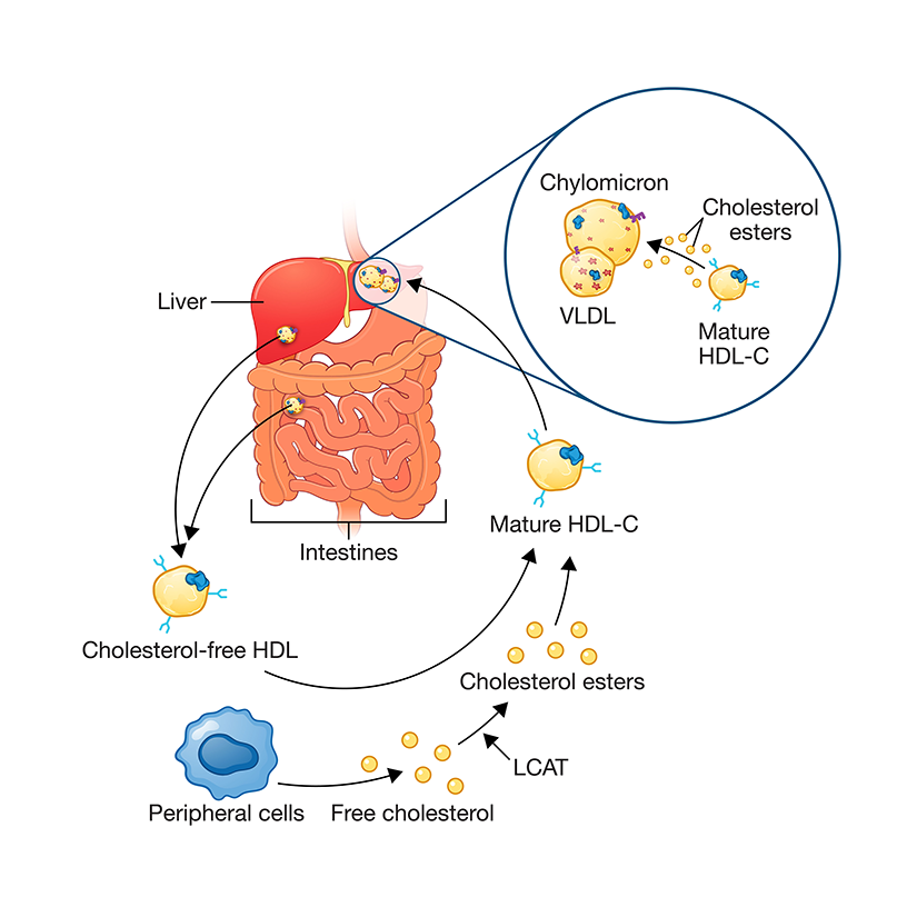 Reverse Cholesterol