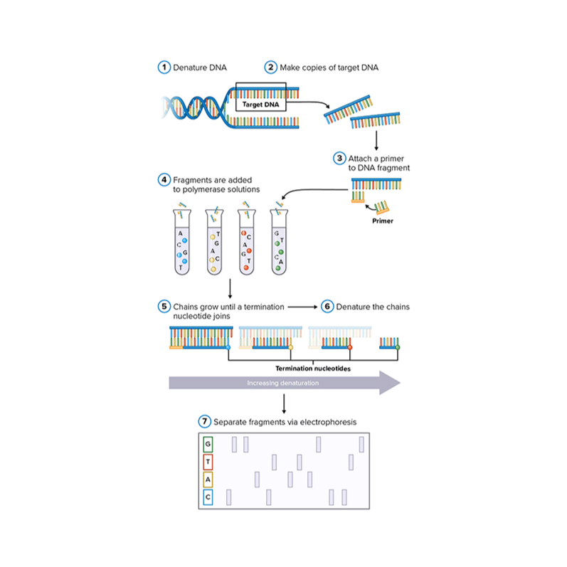 Sanger Sequencing