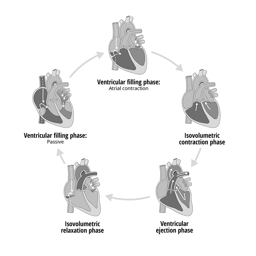 Blood Flow
