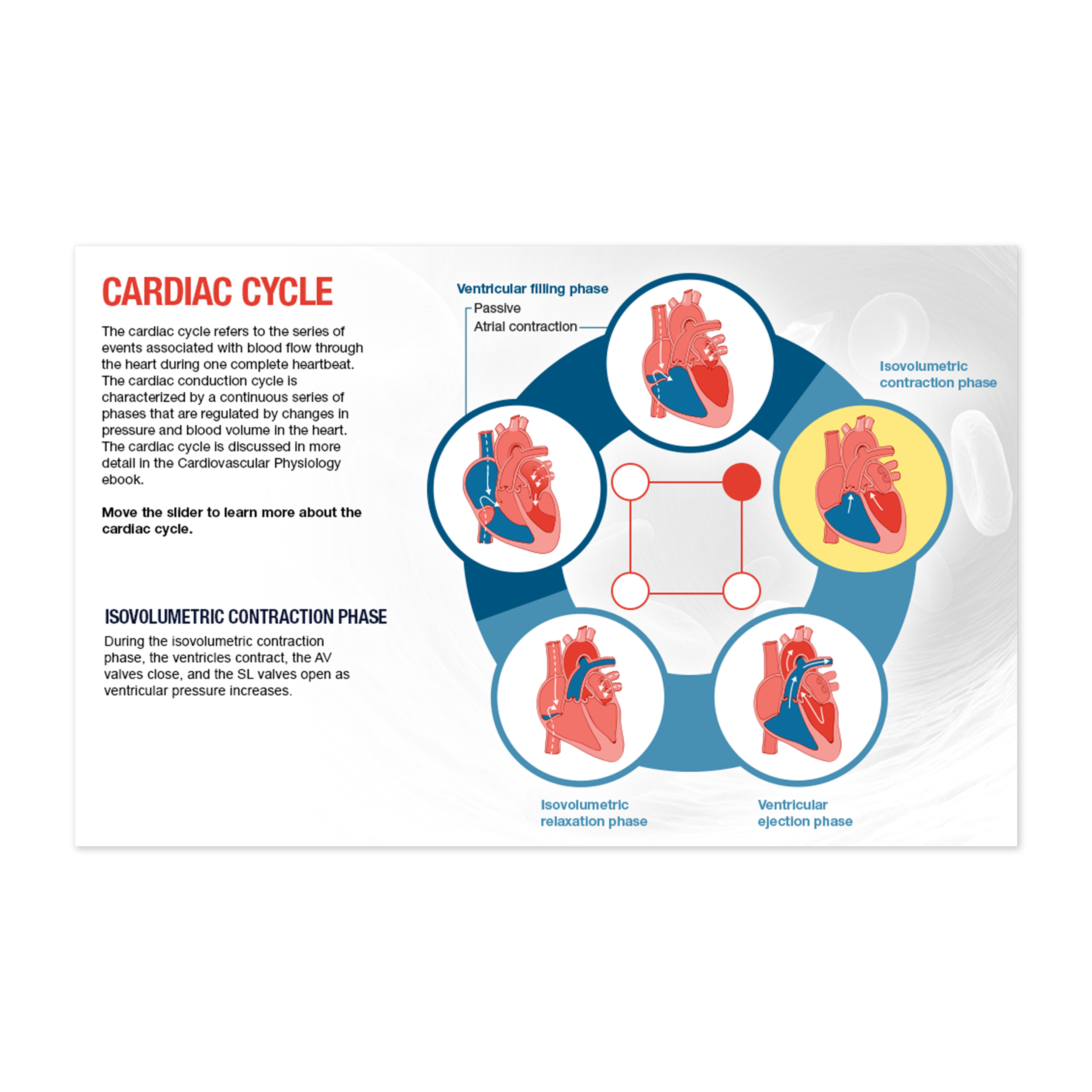 Cardiovascular Anatomy