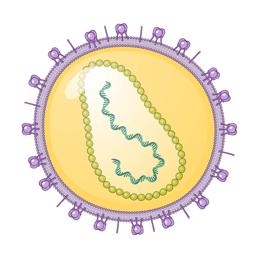 Retrovirus