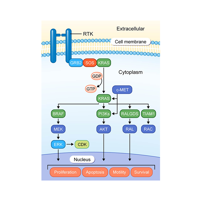 RTKs in NSCLC