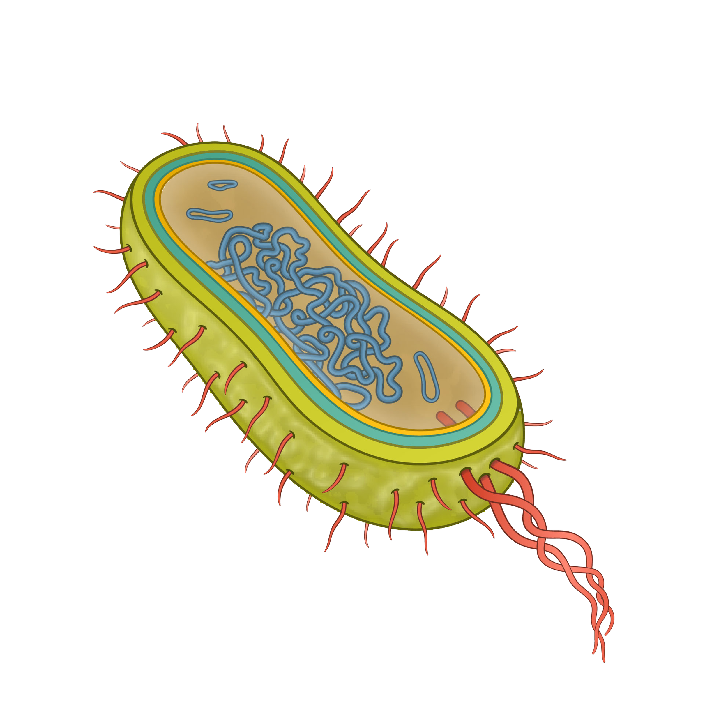 Bacterium