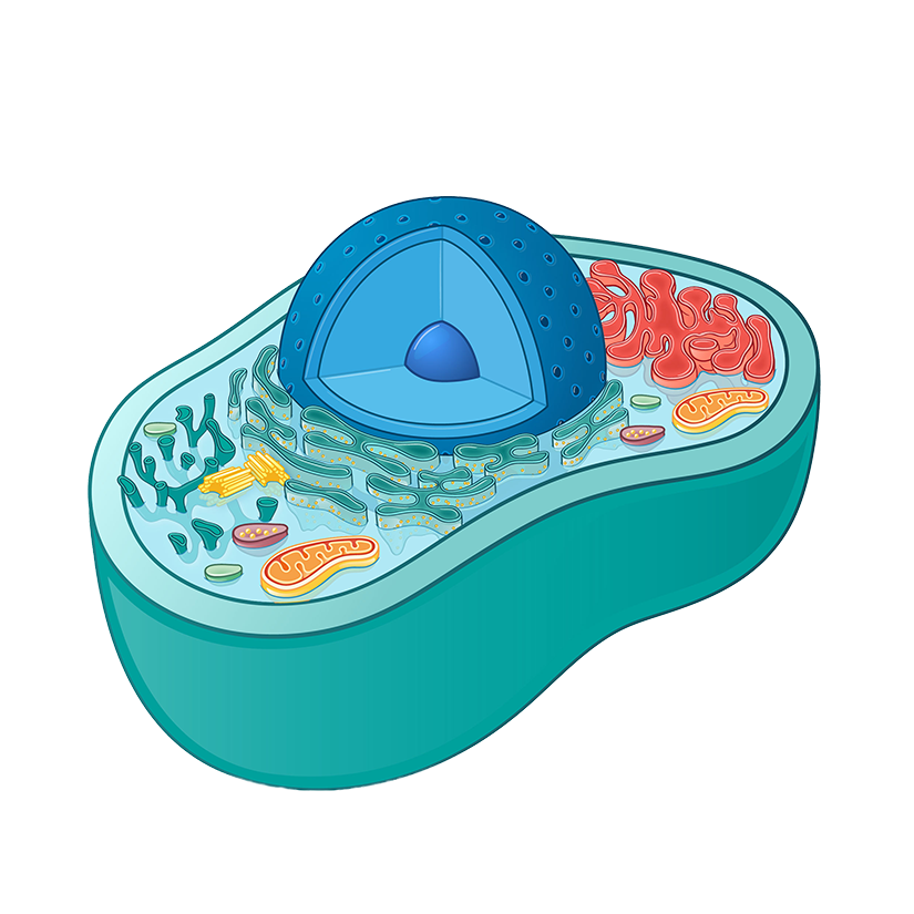 Animal Cell