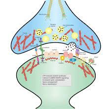 The Bedrock Theory of Memory: How Memories are Formed, where they are Stored