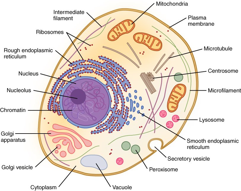 John J. Bonaduce PhD., Mythobiogenesis: The Cellular Origin of Myth, Religion, and Ritual