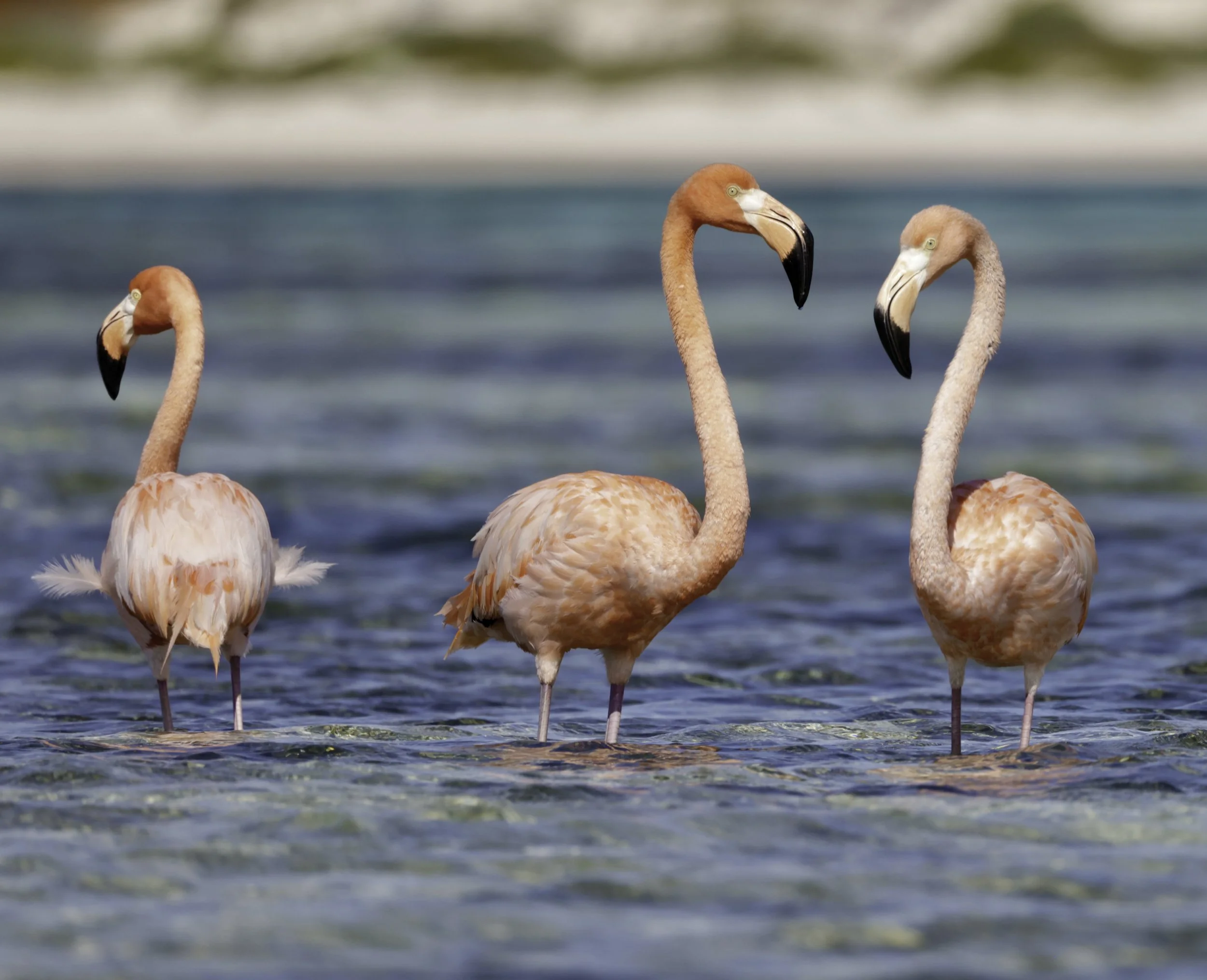 Salterra_Flamingos in South Caicos TCI.jpg