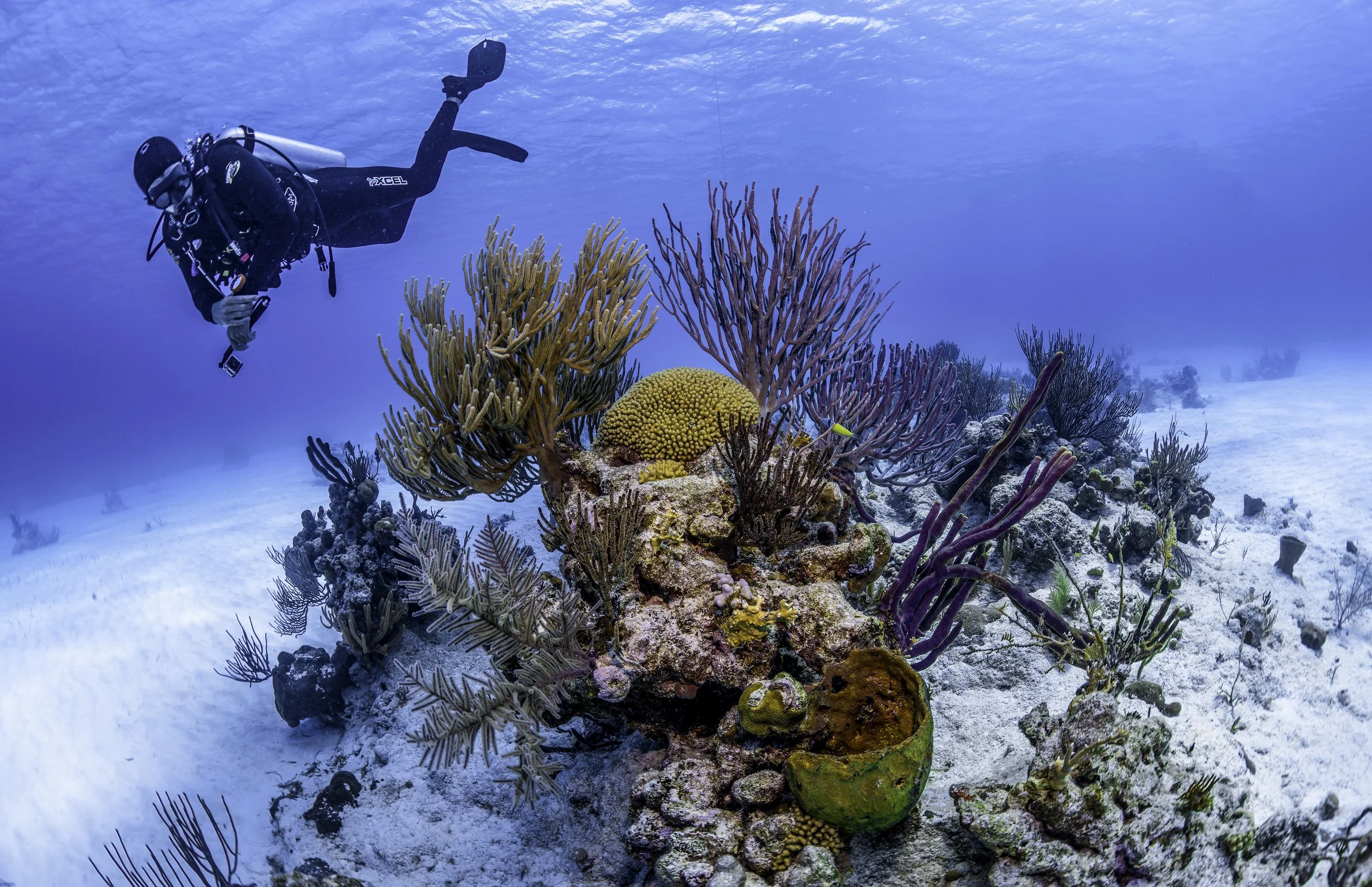 Salterra_Turtle Alley Diving.jpg