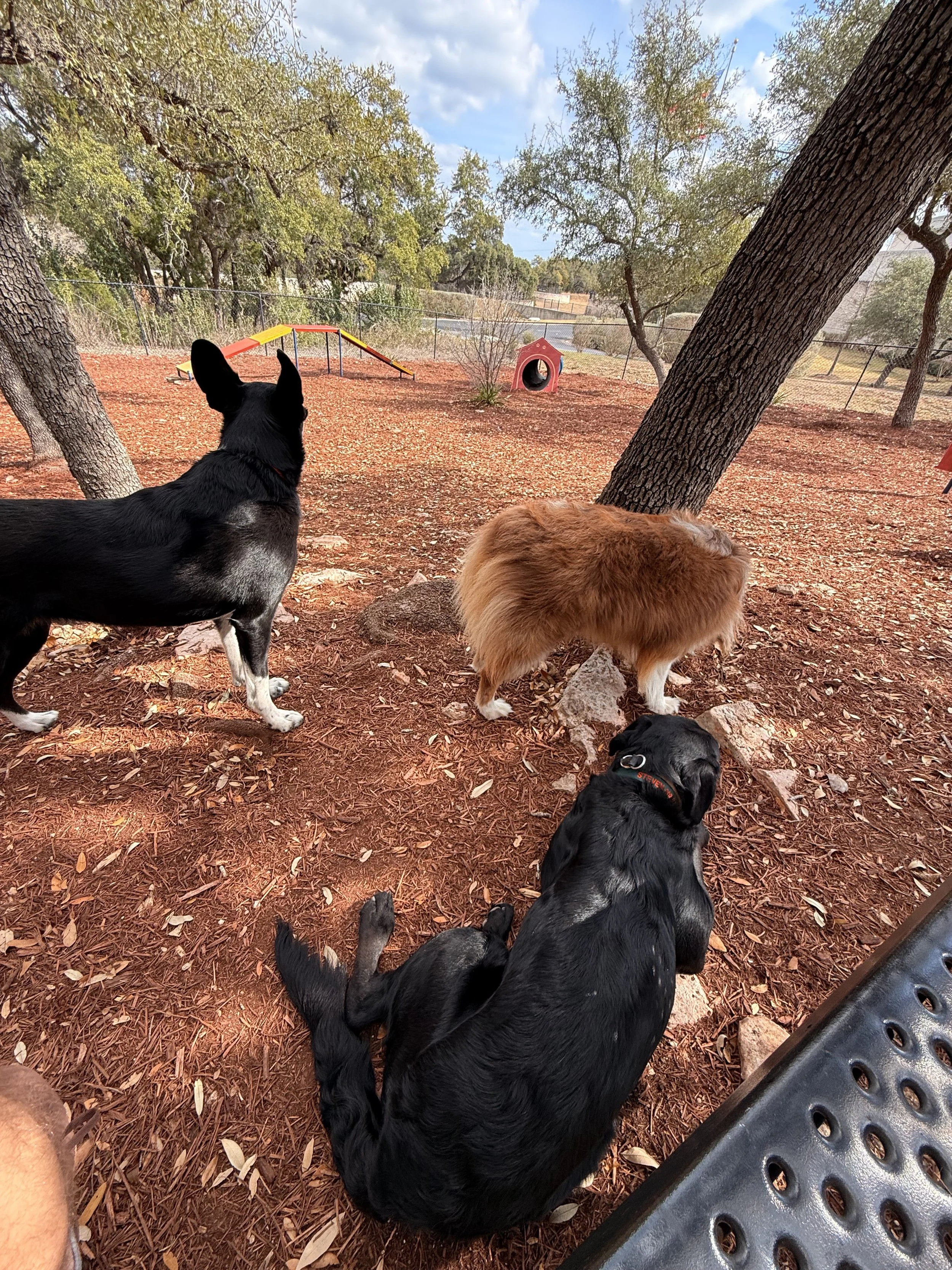 Why Understanding Your Dog Changes Everything