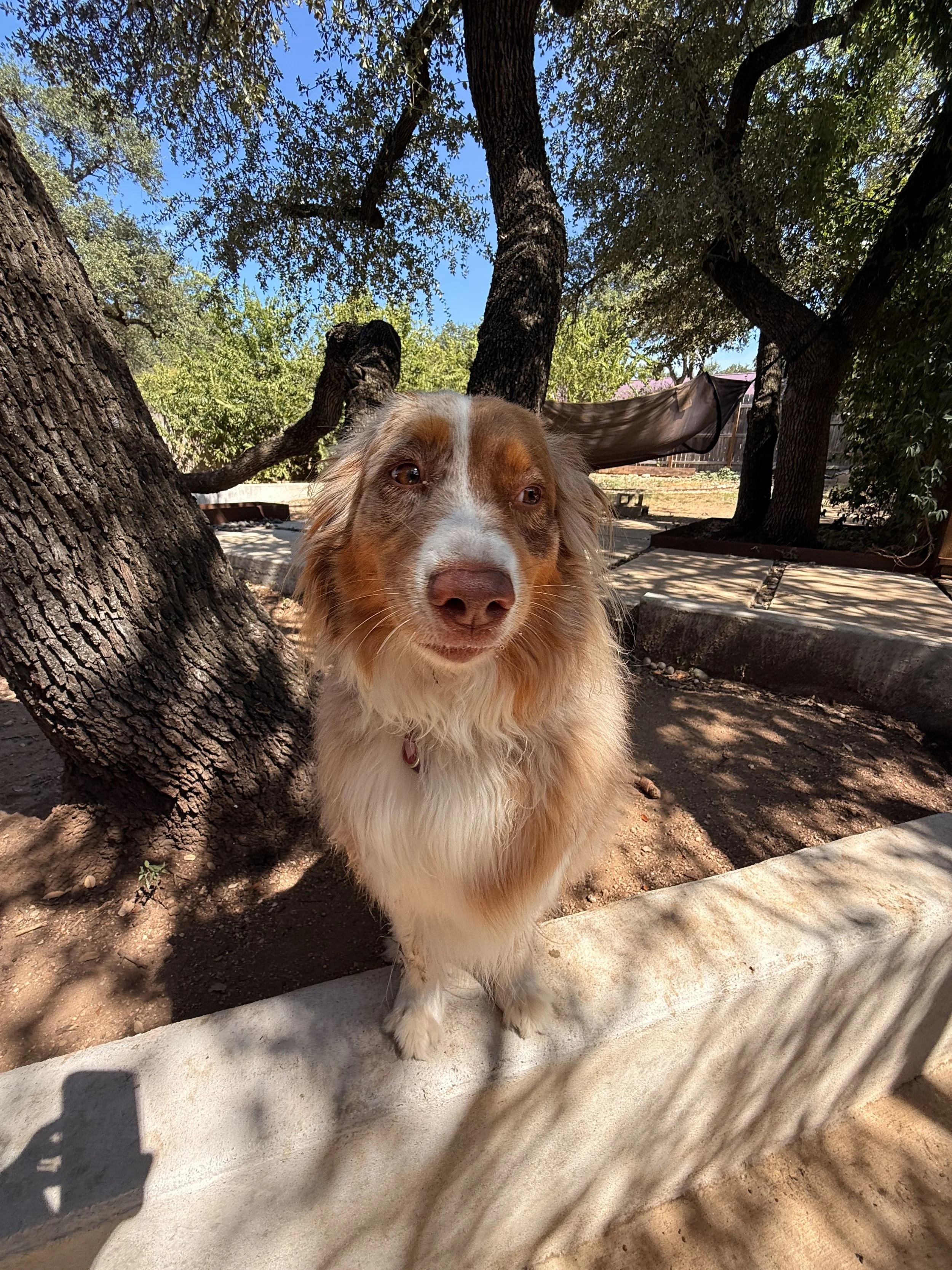 Why Your Dog Doesn't Actually Know Sit