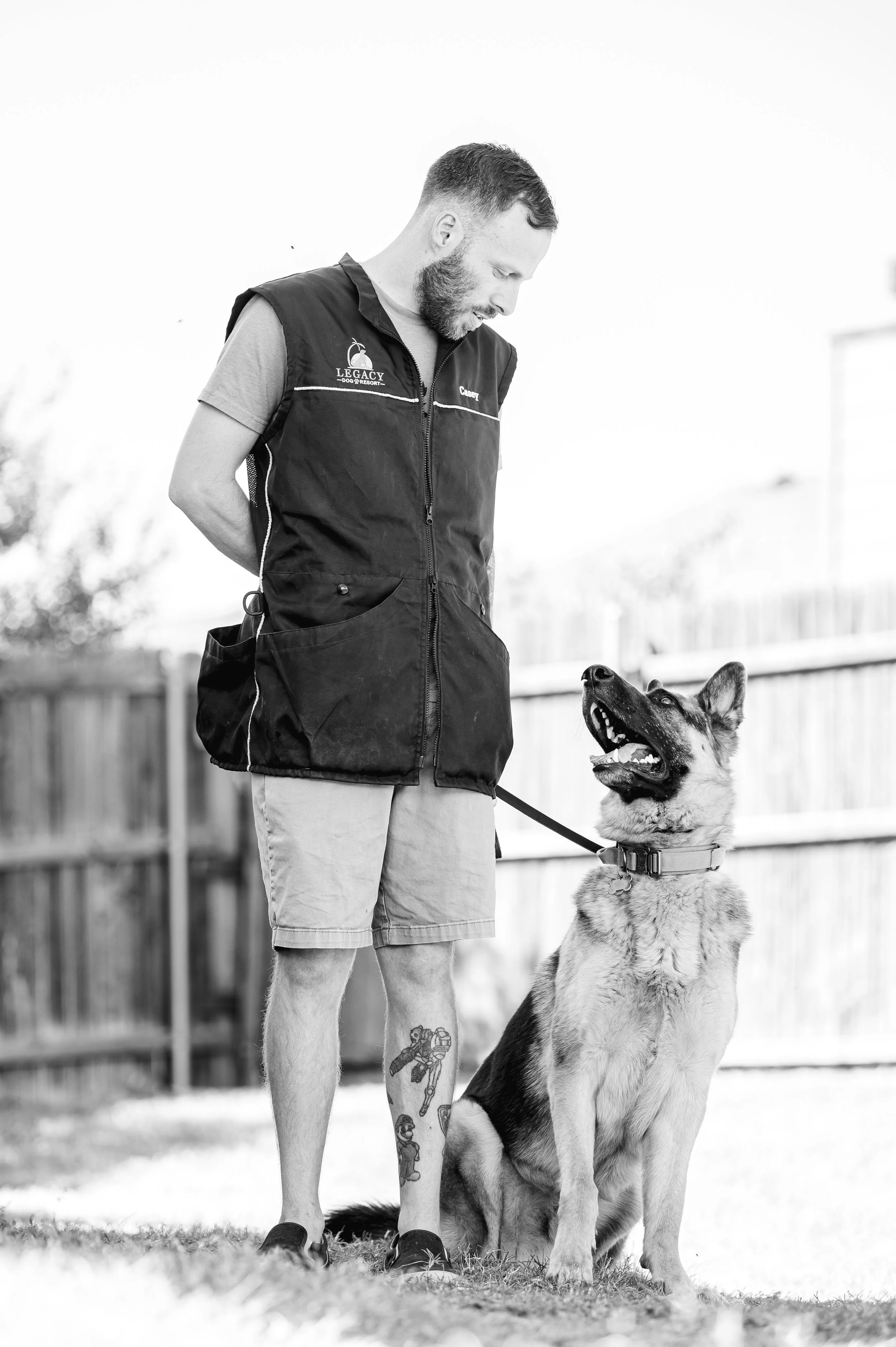 Why I Only Work One Dog at a Time