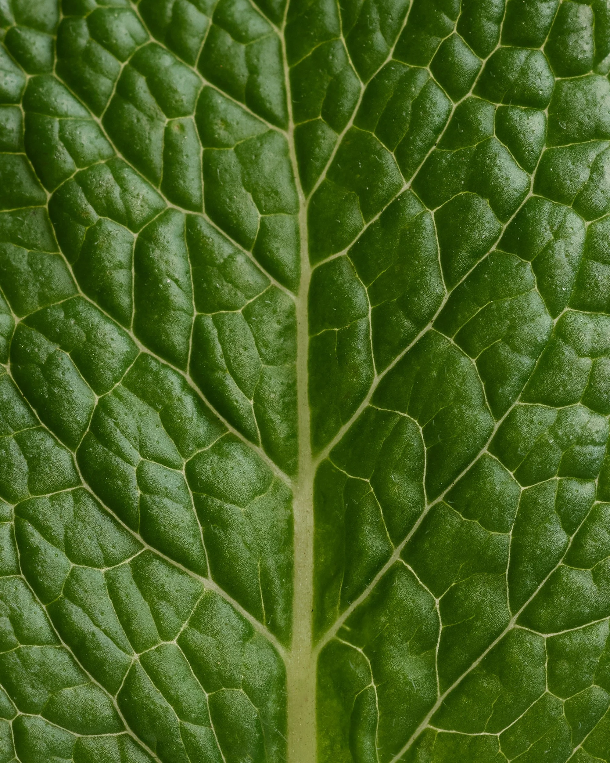Respire_TFDeo_2026_Menthe.jpg