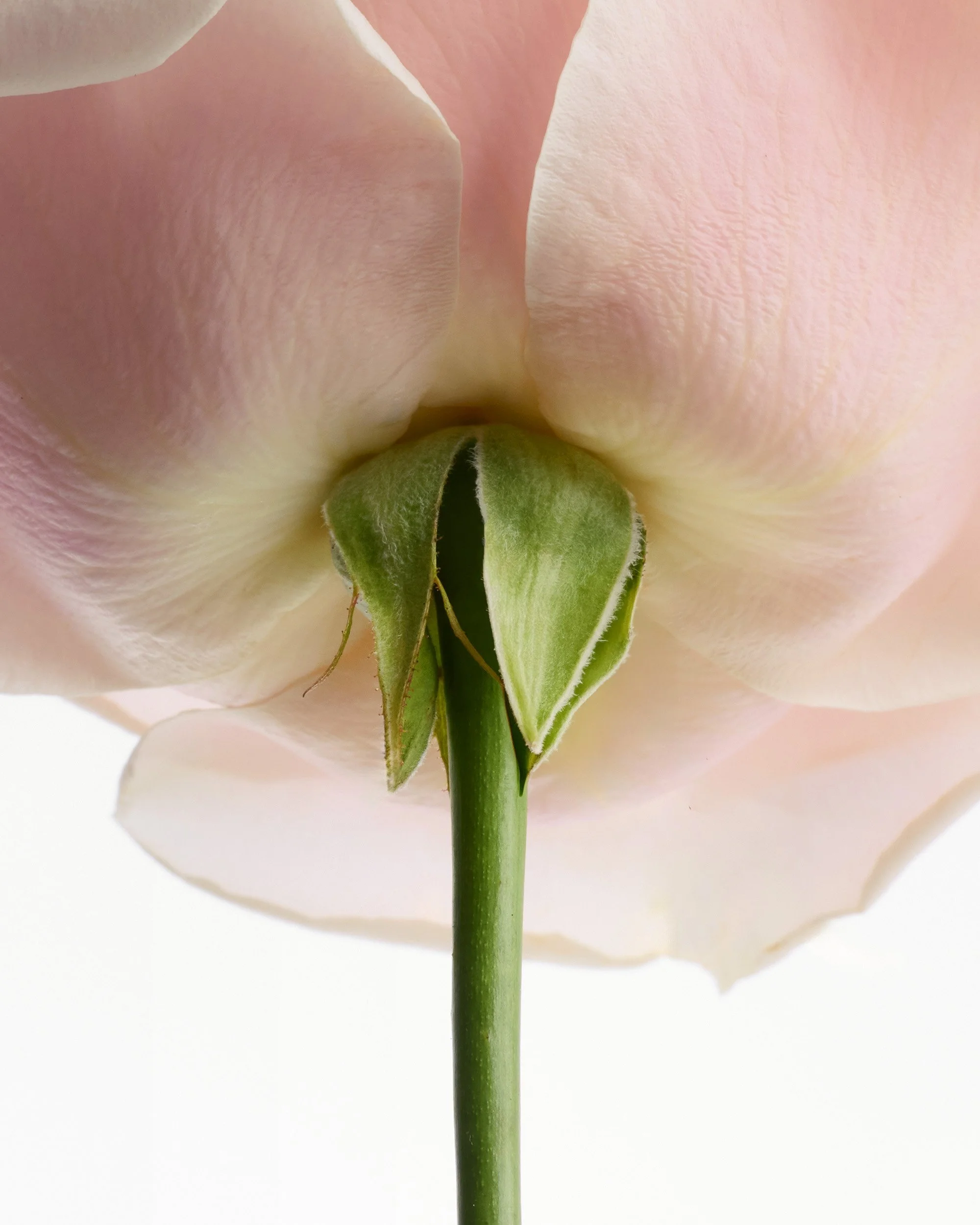 Respire_TFDeo_2026_Rose.jpg