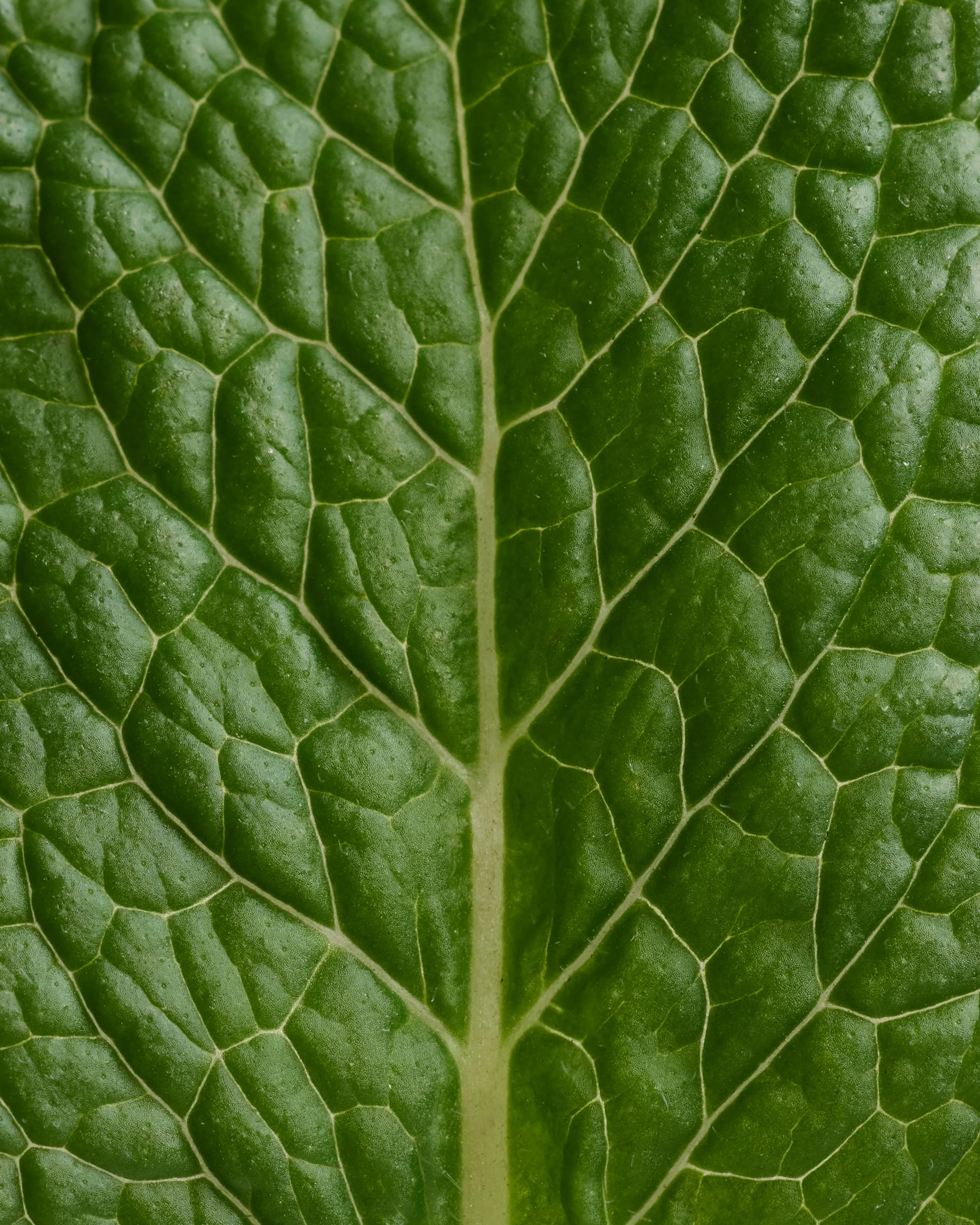 Respire_TFDeo_2026_Menthe.jpg