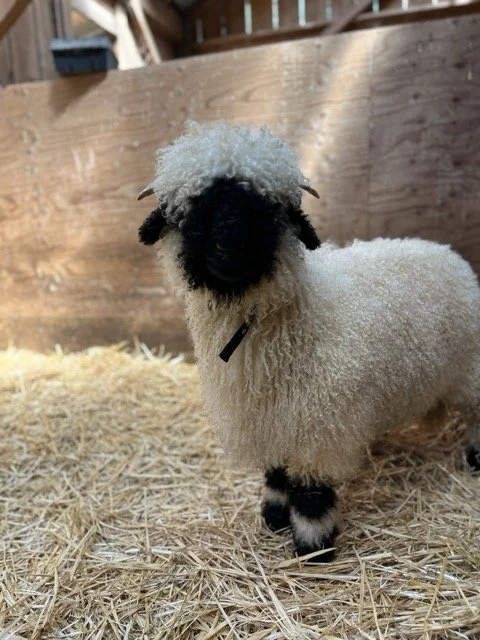 IMG_1354 Medium.jpeg