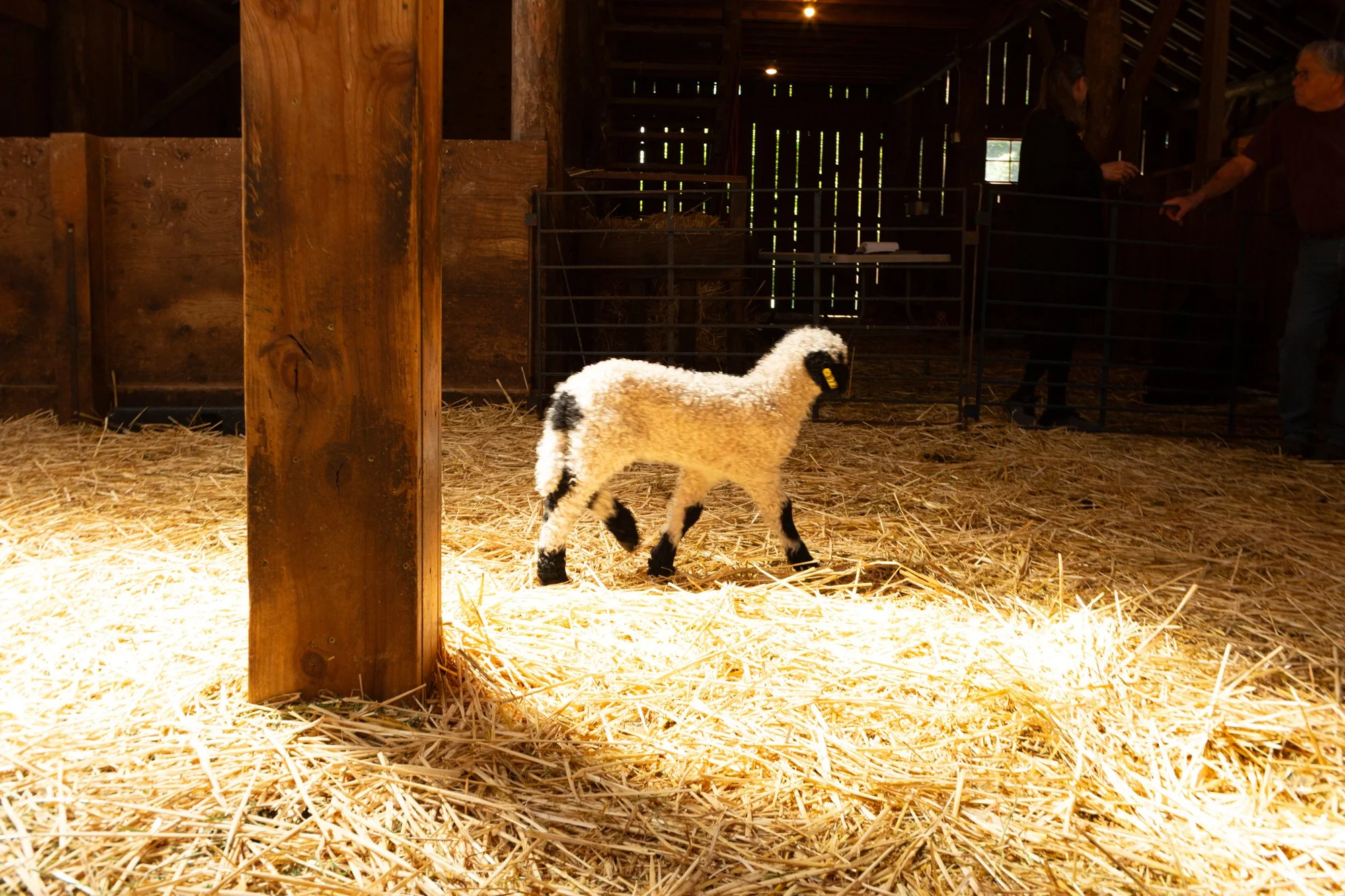 877_Flossy_Ewe-Lamb_PV_2026-8.jpg