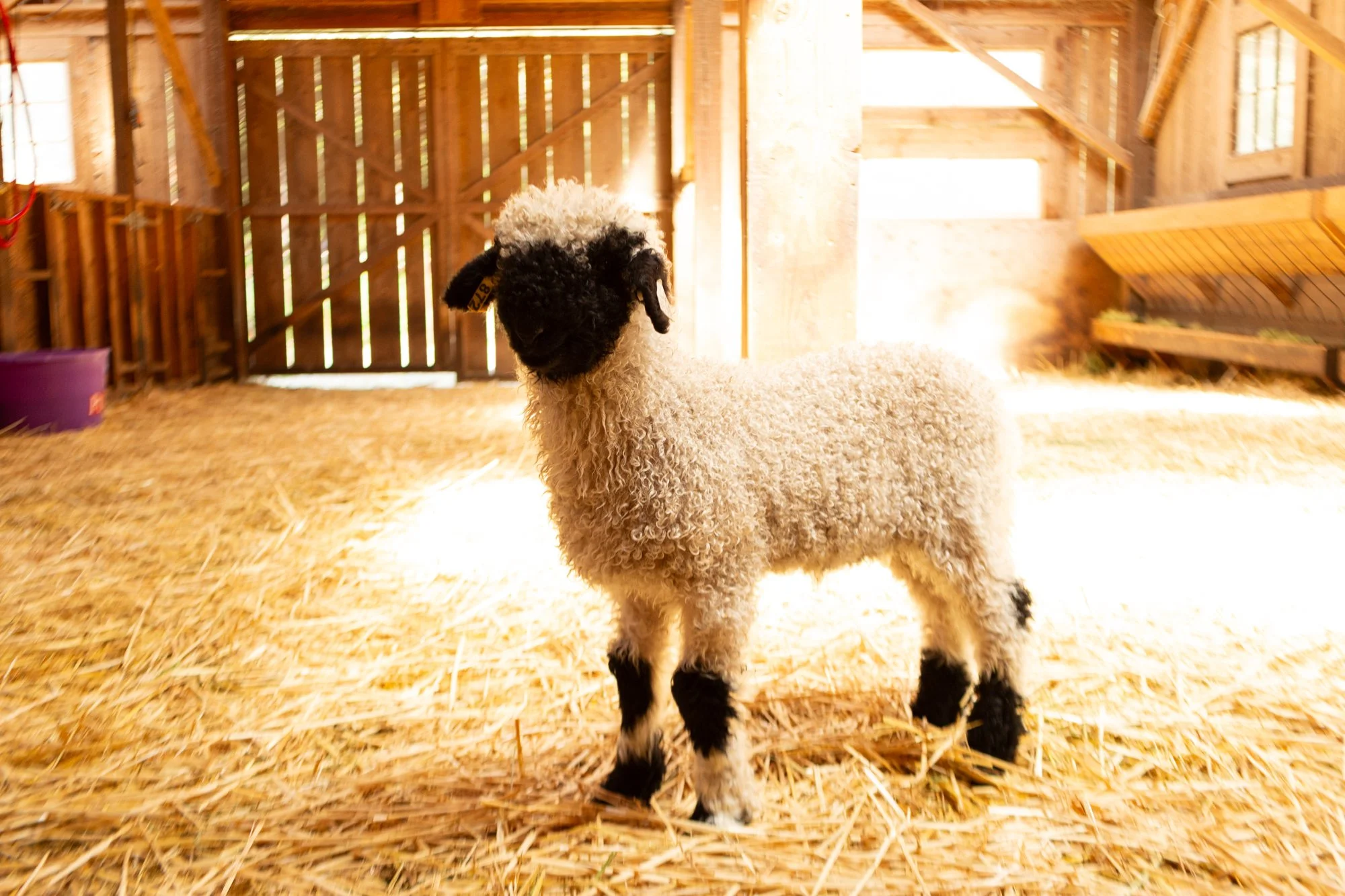 877_Forrest_Ram-Lamb_PV_2026-5.jpg
