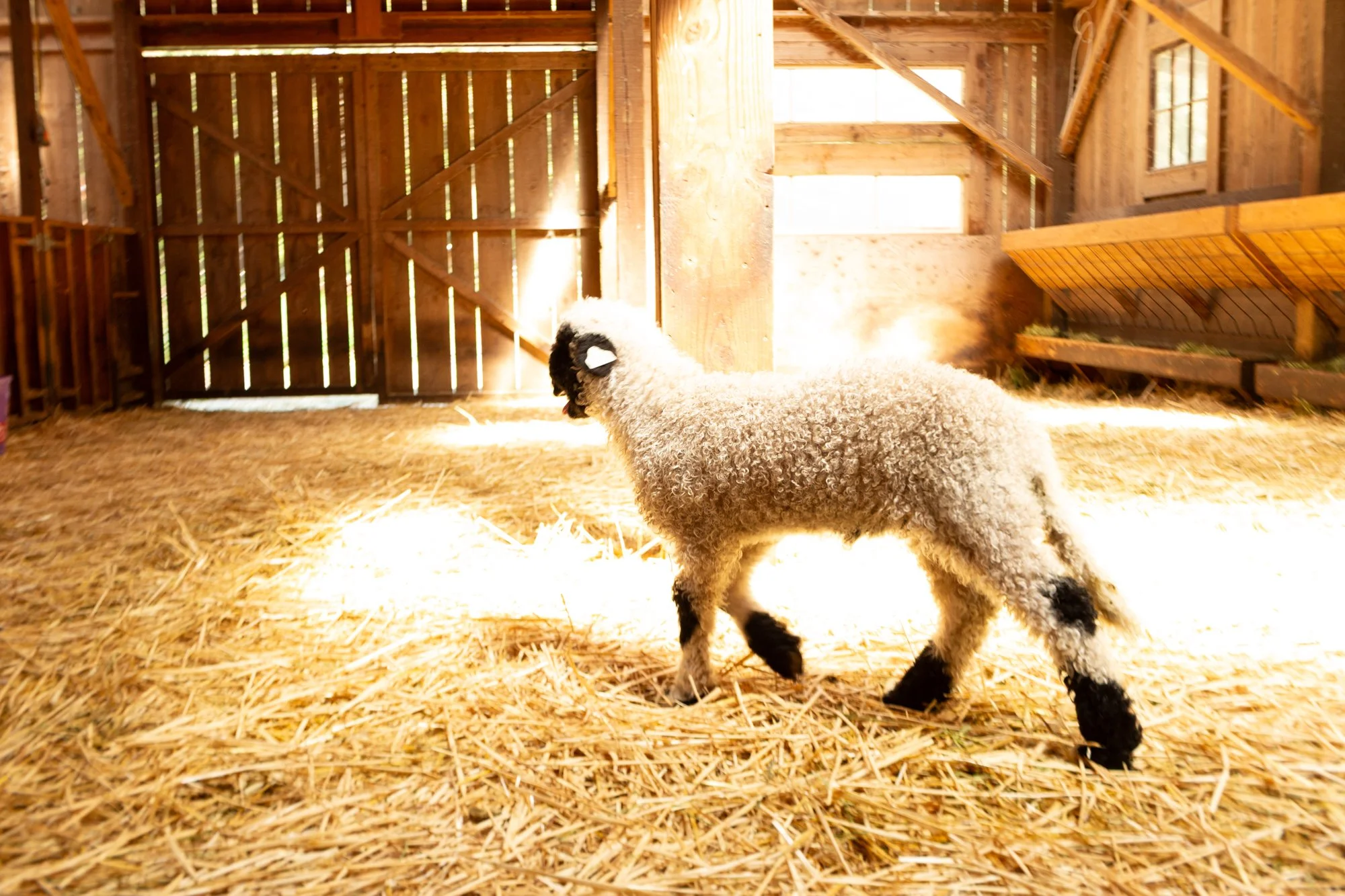 877_Forrest_Ram-Lamb_PV_2026-8.jpg